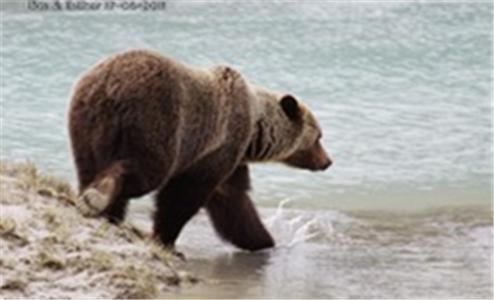 Bear Corner Adventures Bed & Bale 호텔 골든 외부 사진